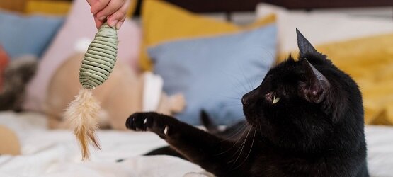 KATTENSPEELGOED
