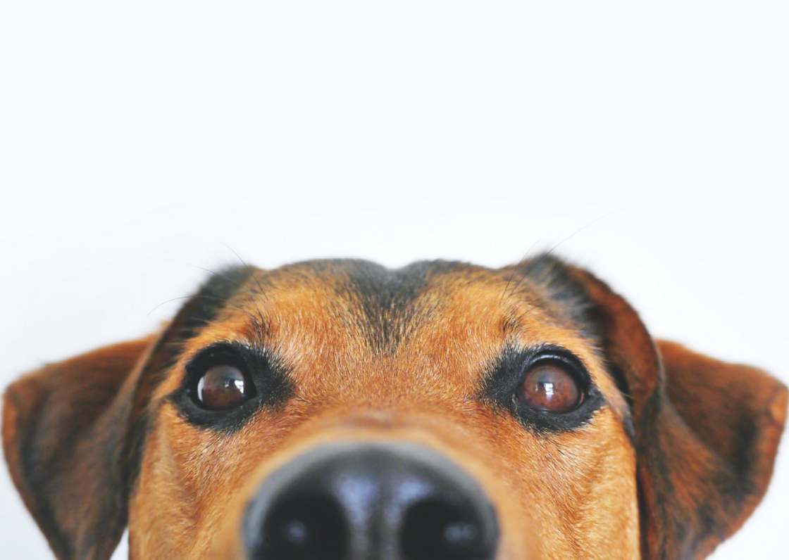 HONDEN