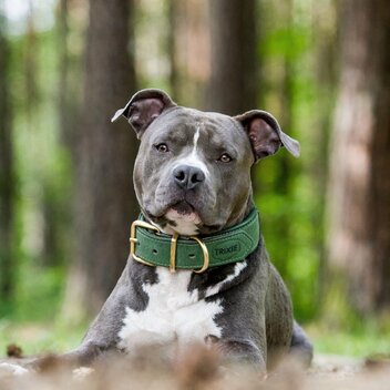 TRIXIE HALSBAND HOND PURE LEER SALIEGROEN  S-M 31-37X3 CM