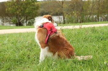 ZOLUX EASYRIDE HONDENTUIG  XS 33-43 cm 3-9 KG  ROOD