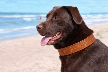 TRIXIE HALSBAND HOND RUSTIC VETLEER HEARTBEAT BRUIN 55 - 65 x 4 cm