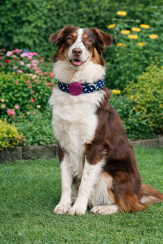 MORSO HALSBAND HOND GERECYCLED POWER FLOW ZWART 30-42X1,5 CM
