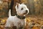 TRIXIE HALSBAND HOND PURE LEER ZWART  L-XL 52-63X4 CM