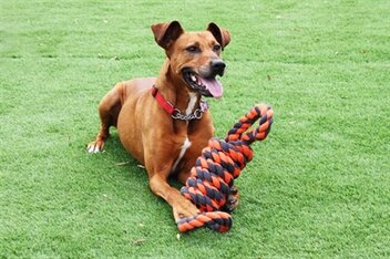 HAPPY PET NUTS FOR KNOTS EXTREME SPOEL 8 VORM TUGGER GRIJS / ORANJE 55 cm