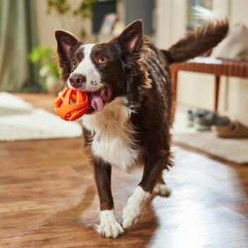 CHUCKIT AIR FETCH BAL MEDIUM ORANJE 6 CM