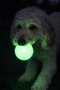 CHUCKIT MAX GLOW BAL GLOW IN THE DARK M 6 CM