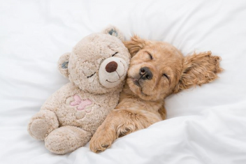 AFP LITTLE BUDDY WARM BEAR 36 CM