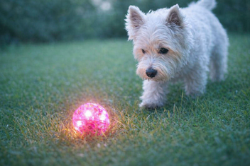 TRIXIE KNIPPERBAL ZONDER GELUID DRIJVEND TPR ROZE 6 CM