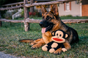PAUL FRANK PLUCHE AAP JULIUS 50 CM