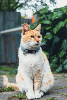 TRIXIE HALSBAND KAT REFLECTEREND ASSORTI