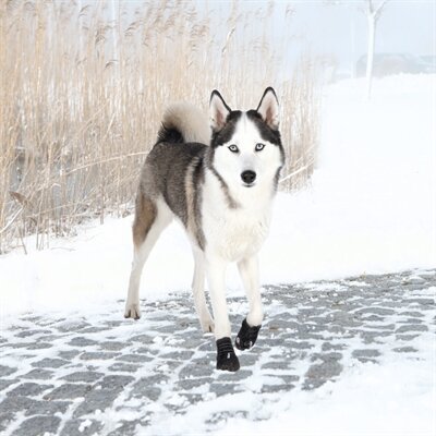 TRIXIE POOTBESCHERMING WALKER ACTIVE ZWART XL PER PAAR