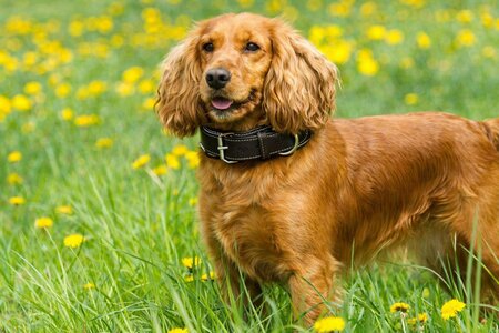 TRIXIE RUSTIC VETLEER HALSBAND HOND HEARTBEAT ZWART 34-40X3 cm