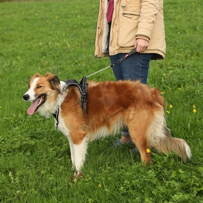 ZOLUX EASYRIDE HONDENTUIG XL 73-94 cm 55-77 KG  ZWART