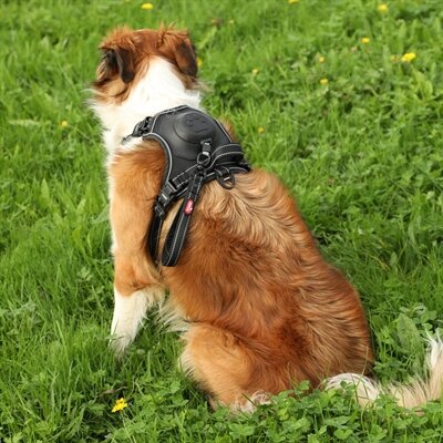 ZOLUX EASYRIDE HONDENTUIG L 63-80 cm 33-55 KG  ZWART