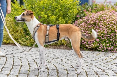 TRIXIE PANIEKADAPTER STAY VOOR TUIGEN ZWART S-M AFMETINGEN 38-57 CM X 1,5 CM