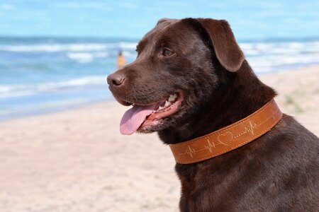 TRIXIE HALSBAND HOND RUSTIC VETLEER HEARTBEAT BRUIN 55 - 65 x 4 cm