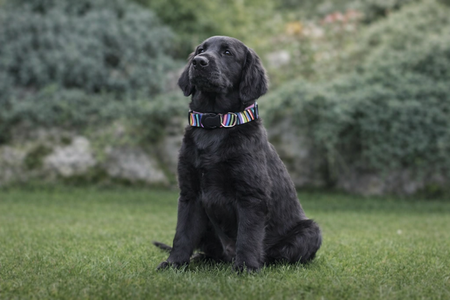 MORSO HALSBAND HOND GERECYCLED SPAGHETTI INCIDENT 30-42X1,5 CM