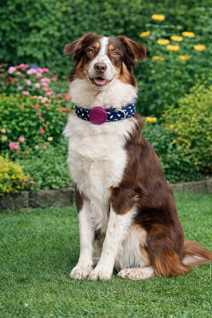 MORSO HALSBAND HOND GERECYCLED POWER FLOW ZWART 30-42X1,5 CM
