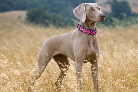 MORSO HALSBAND HOND GERECYCLED BUBBLE LEO ROZE 30-42X1,5 CM