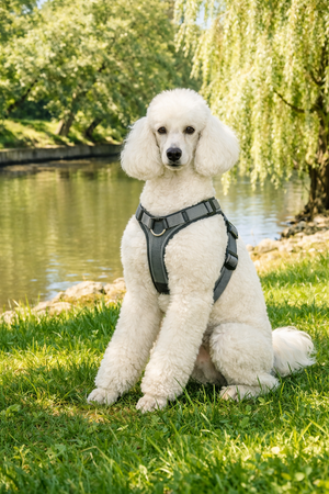 TRIXIE HONDENTUIG PREMIUM ACTIVE ZWART 49-69X2 cm