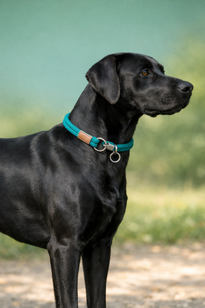 TRIXIE HALSBAND HOND BE NORDIC HALFSLIP PETROL / LICHTGRIJS 55 x 1,3 cm
