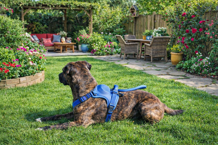 ZOLUX EASYRIDE HONDENTUIG XS 33-43 cm 3-9 KG BLAUW