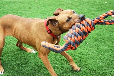 HAPPY PET NUTS FOR KNOTS EXTREME SPOEL 8 VORM TUGGER GRIJS / ORANJE 55 cm