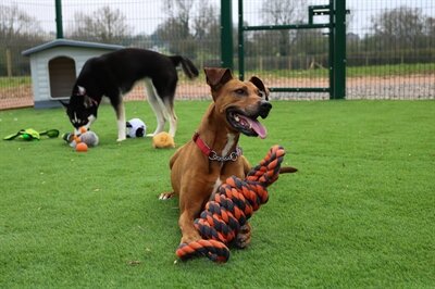 HAPPY PET NUTS FOR KNOTS EXTREME SPOEL 8 VORM TUGGER GRIJS / ORANJE 55 cm