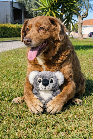 MULTIPET KOALA ZITTEND 35,5 CM