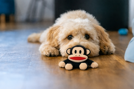 PAUL FRANK PLUCHE AAP JULIUS 17 CM