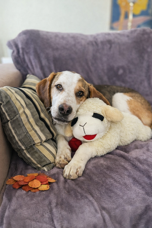HAPPY PET LAMBCHOP SCHAAP PLUCHE 61X20X24 CM