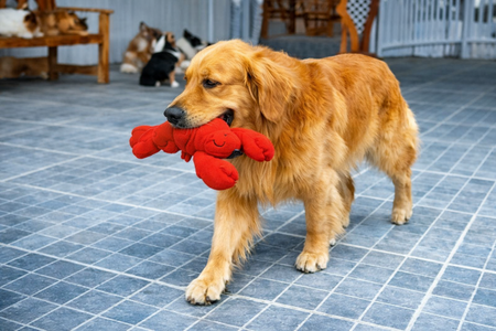 NYLABONE EXTREME CHEW LOBSTER FILET MIGNONSMAAK