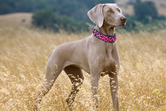MORSO HALSBAND HOND GERECYCLED BUBBLE LEO ROZE 37-58X2,5 CM