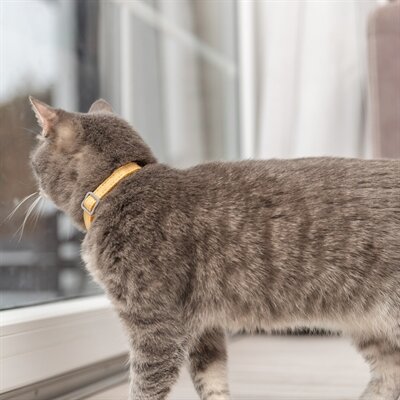 TRIXIE KATTENHALSBAND GEBLOKT MOTIEF ASSORTI 20-30X1 CM