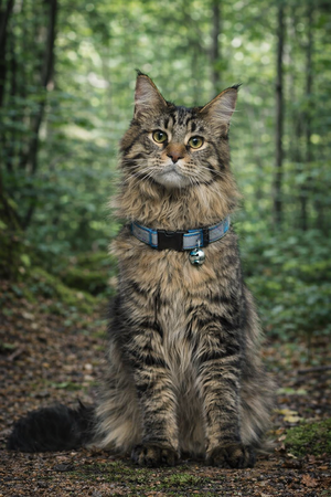 TRIXIE HALSBAND KAT MY HOME MET ADRESFLAP ASSORTI