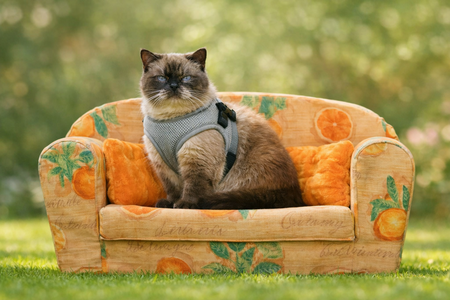 TRIXIE SOFTTUIG KAT MET RIEM GRIJS 24-42X120 CM