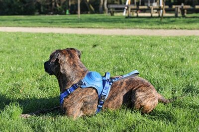 ZOLUX EASYRIDE HONDENTUIG XS 33-43 cm 3-9 KG BLAUW