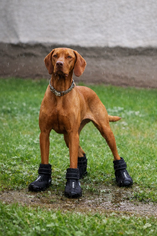 TRIXIE POOTBESCHERMING WALKER ACTIVE ZWART L PER PAAR