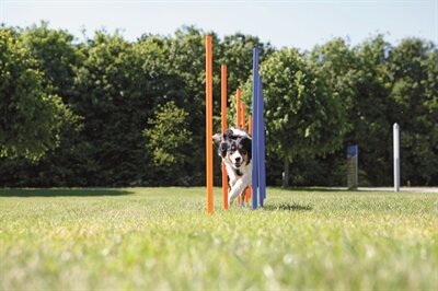 TRIXIE DOG ACTIVITY AGILITY SLALOM STOKKEN BLAUW / ORANJE 115X3 CM 12 ST