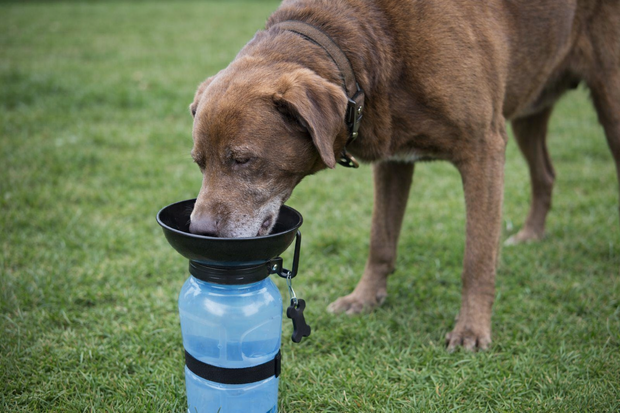 AQUADOG DRINKFLES 533 ML