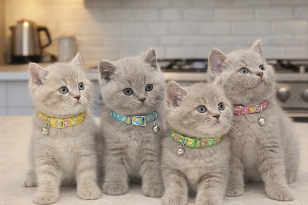 TRIXIE KATTENHALSBAND BLOEMEN MOTIEF ASSORTI 20-34X1 CM